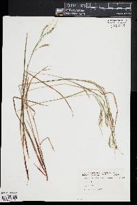 Carex venusta image