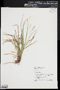 Carex venusta image