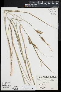 Carex vesicaria image