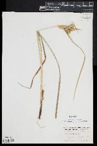 Carex vesicaria image