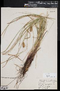 Carex vesicaria image