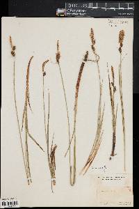 Carex vestita image