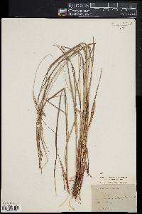 Carex virescens image