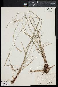 Carex virescens image