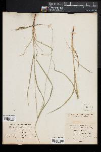 Carex virescens image