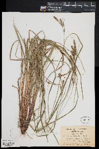 Carex virescens image