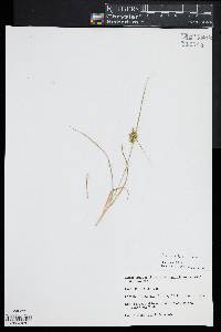 Carex viridula image