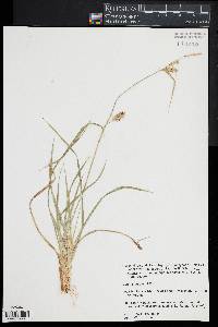 Carex viridula image