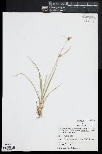 Carex viridula image