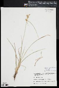 Carex viridula image