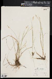 Carex wiegandii image