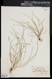 Carex willdenowii image