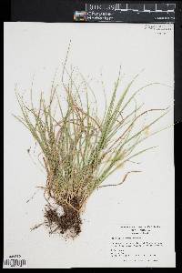 Carex willdenowii image