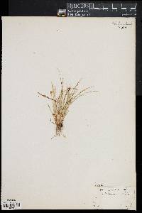 Carex willdenowii image