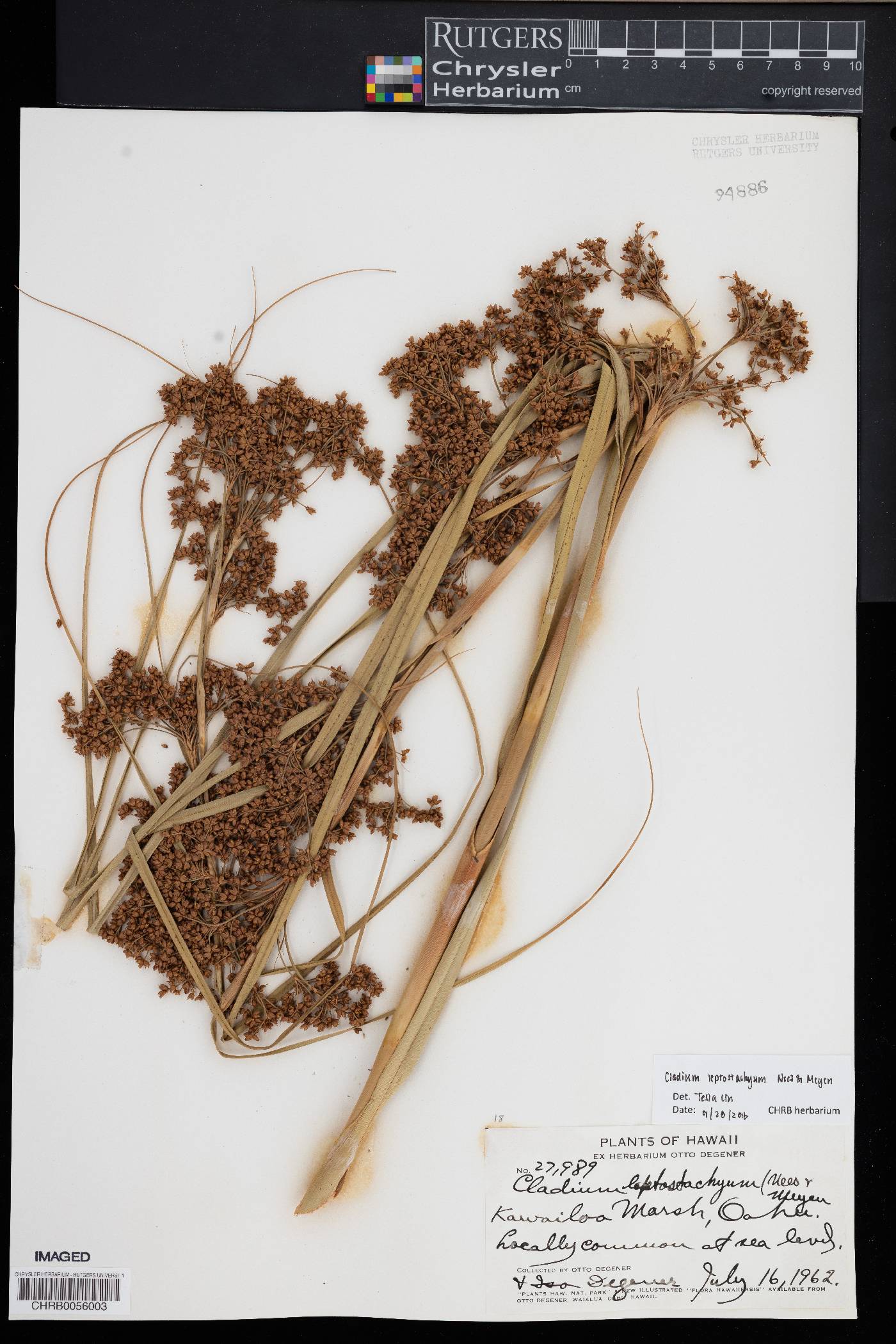 Cladium leptostachyum image