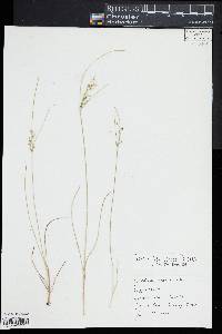 Cladium mariscoides image