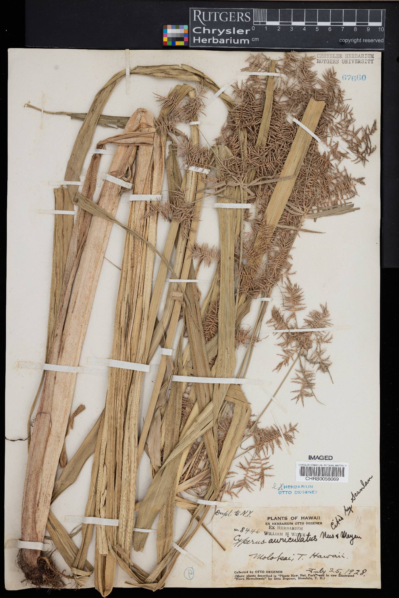 Cyperus auriculatus image