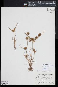 Cyperus amuricus image