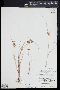 Cyperus bipartitus image