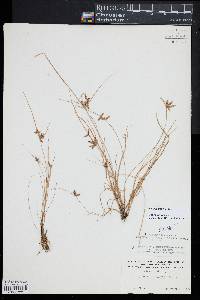 Cyperus bipartitus image