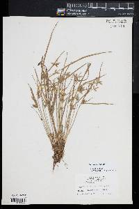 Cyperus bipartitus image