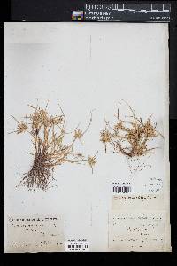 Cyperus compressus image