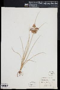 Cyperus dentatus image