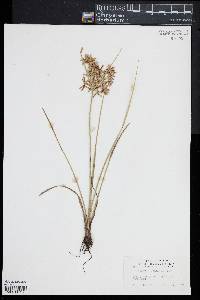 Cyperus dentatus image