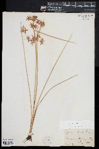 Cyperus dentatus image