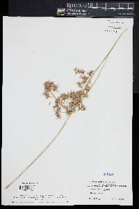 Cyperus dentatus image