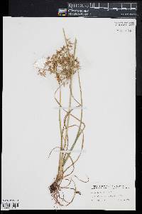 Cyperus dentatus image