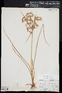 Cyperus dentatus image