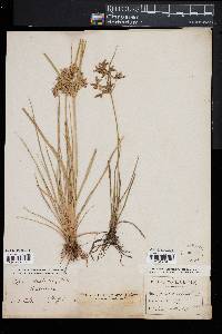 Cyperus dentatus image