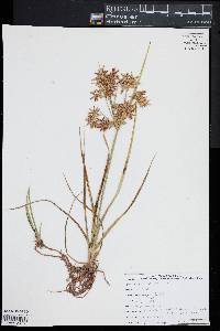 Cyperus dentatus image