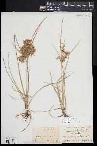 Cyperus dentatus image