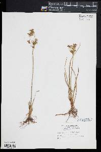 Cyperus dentatus image