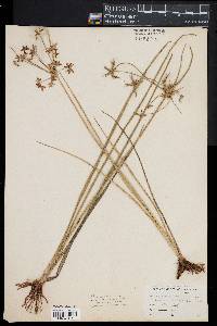 Cyperus dentatus image