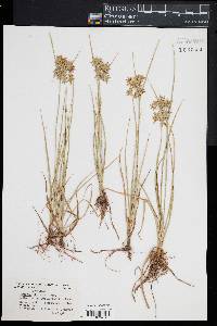 Cyperus dentatus image