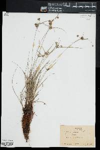 Cyperus filiculmis image