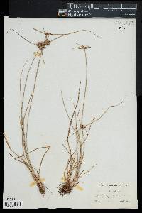 Cyperus filiculmis image