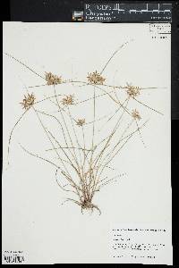 Cyperus filiculmis image