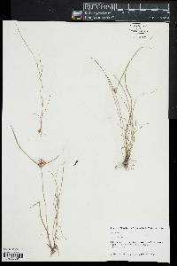 Cyperus filiculmis image