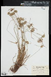 Cyperus filiculmis image