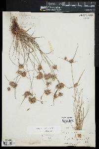 Cyperus filiculmis image