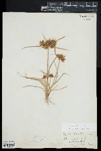 Cyperus filiculmis image