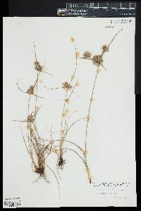 Cyperus filiculmis image