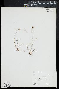 Cyperus filiculmis image