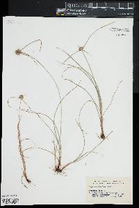 Cyperus filiculmis image