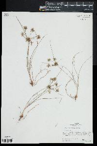 Cyperus grayi image