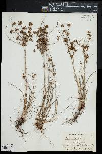 Cyperus grayi image